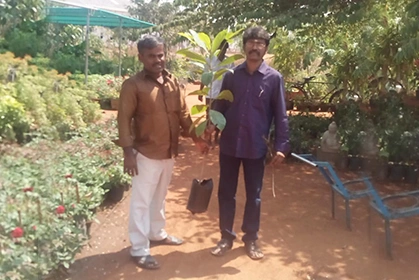 Sapling