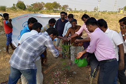 Sapling
