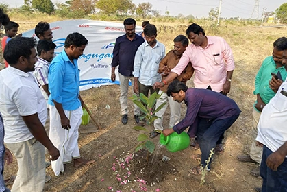 Sapling
